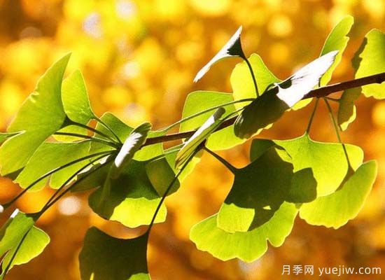 彩叶树中各色的推荐树种(图1) 彩叶树中各色的推荐树种(图1)