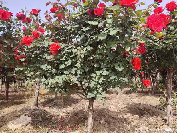 苗木移栽后根系如何快速恢复？做好6点(图1)