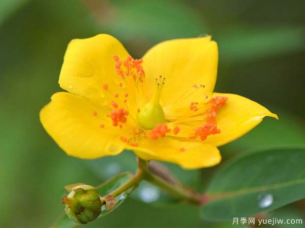 金丝梅的品种图片和园林用途(图1)