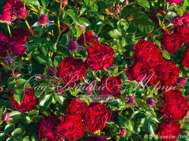 珊瑚小精灵月季(图2)