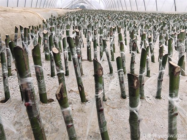 苗木花卉嫁接苗和扦插苗的区别(图1)