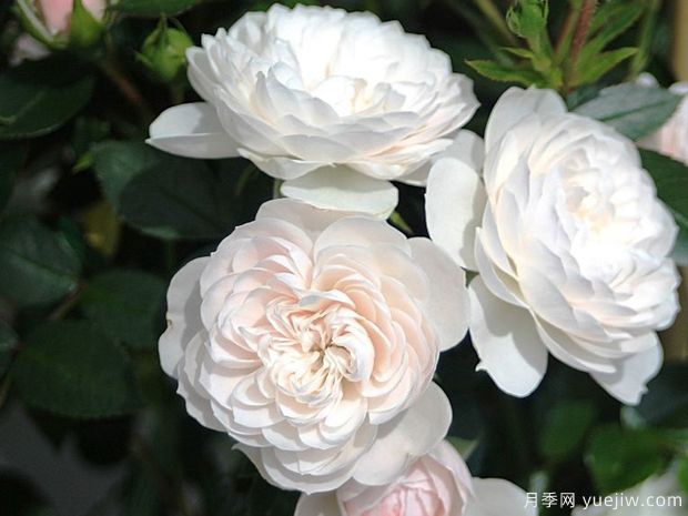 明星艾琳娜月季(图2)