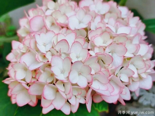 28个优秀绣球品种，花团簇簇，花色梦幻(图2)