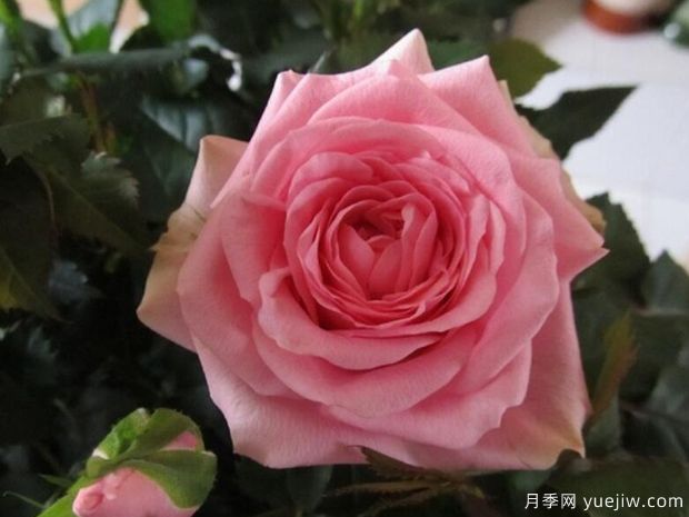 诗人柯德娜月季/香港粉(图1)