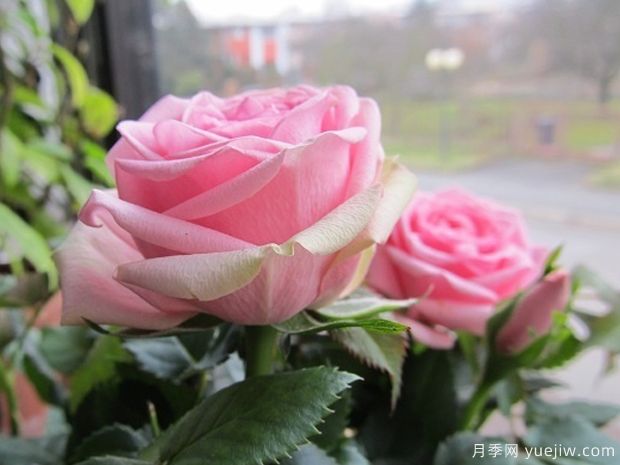 诗人柯德娜月季/香港粉(图2)