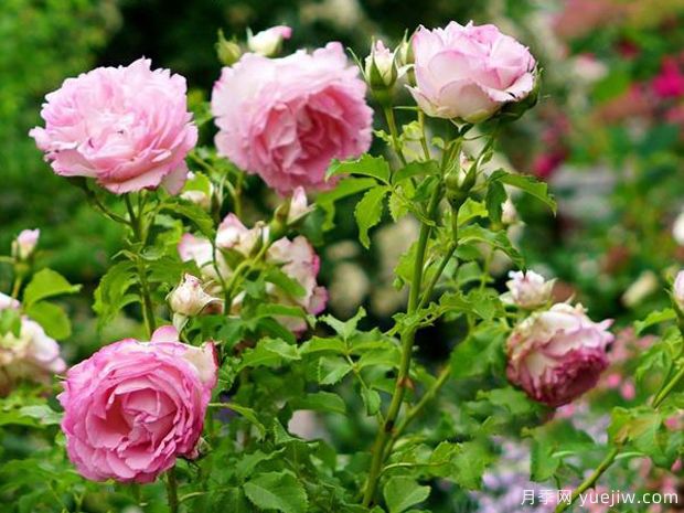 河本绊月季/纽带月季(图3)