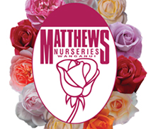 月季育种家：新西兰Matthews Nurseries(马修斯)(图1)