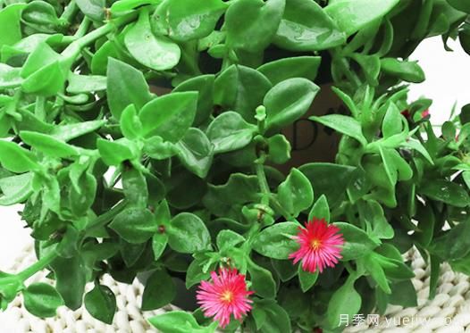 牡丹吊兰出现烂根的原因和补救措施(图1)