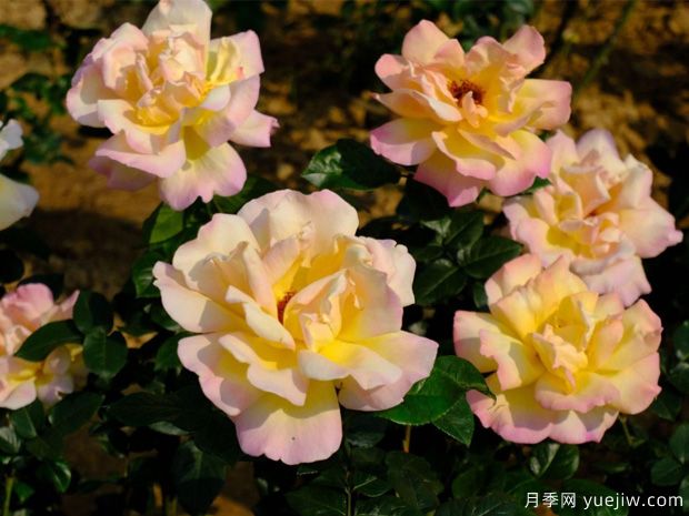 月季名园：南宁南湖公园月季园(图2)