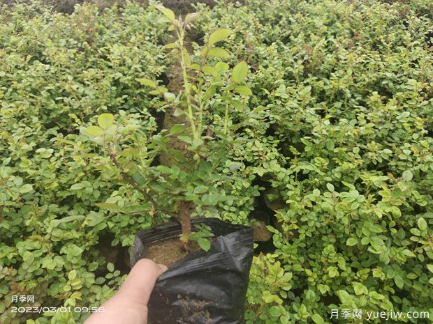 3月月季盆栽杯苗即将开始预定销售(图3)