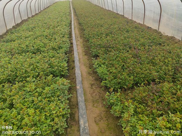 3月月季盆栽杯苗即将开始预定销售(图4)