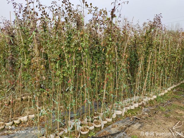 藤本月季批发基地，3月1.8米高爬藤价格(图1)