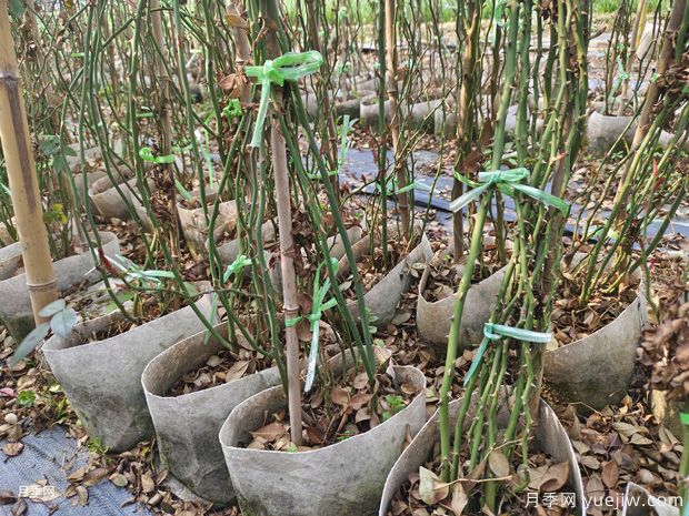 藤本月季批发基地，3月1.8米高爬藤价格(图2)