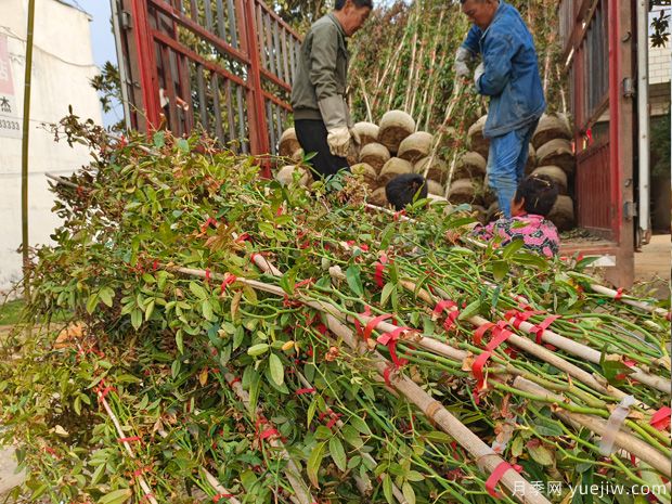 藤本月季批发基地，3月1.8米高爬藤价格(图3)