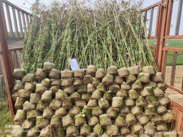 藤本月季批发基地，3月1.8米高爬藤价格(图6)