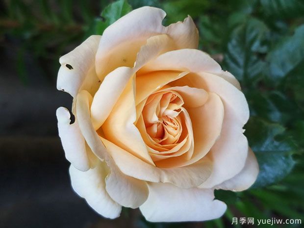 多彩琥珀月季/海德花园月季(图2)