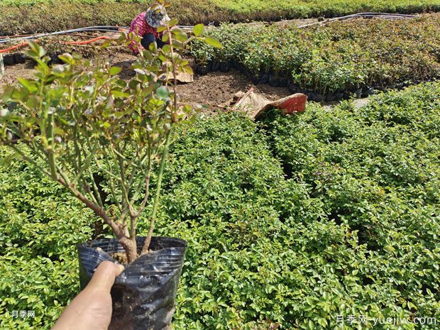 二年大花丰花绿化盆栽月季杯苗价格(图4)