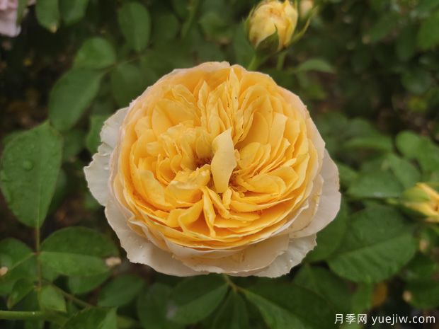 玫瑰称霸花艺界，月季让世界更美丽(图1)