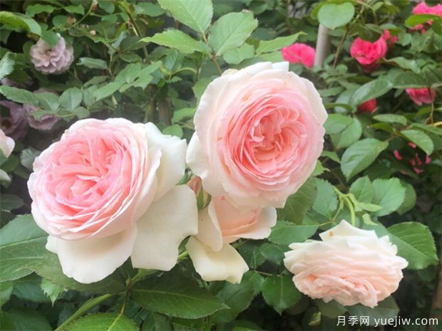 玫瑰称霸花艺界，月季让世界更美丽(图2)