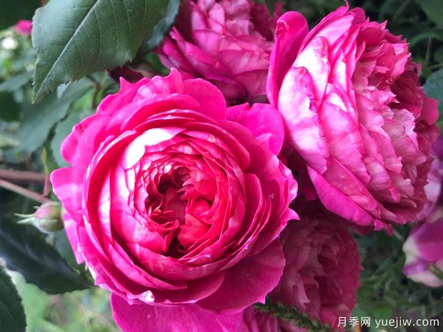 互助银行月季(图2)