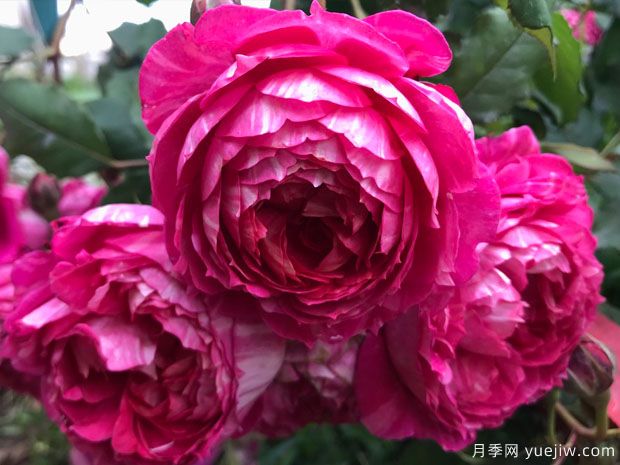 互助银行月季(图1)