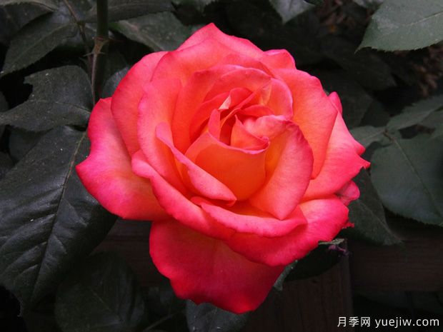 林草工作者必知的名词术语，包含林业草原园林(图1)