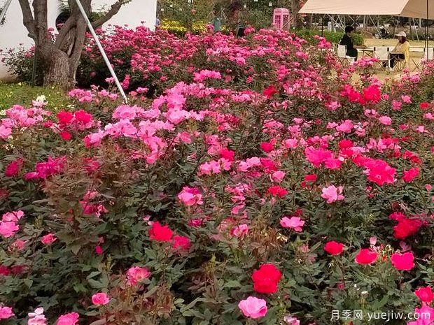 深圳月季应用和月季景观(图1)