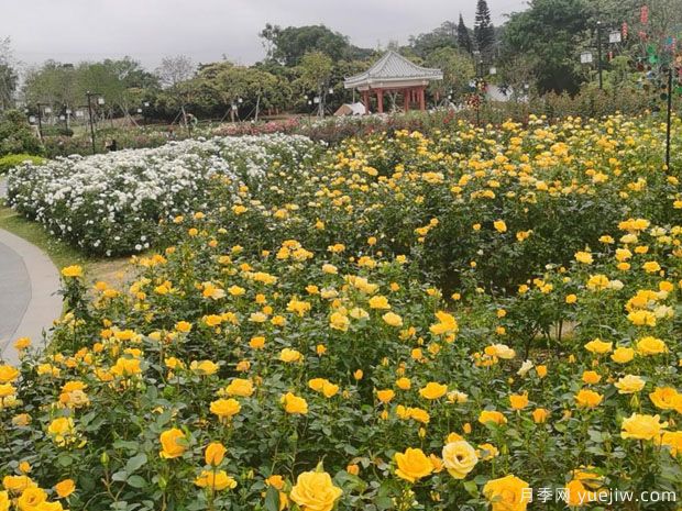 深圳月季应用和月季景观(图4)