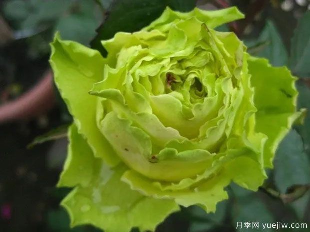 绿色星球月季/绿色行星(图2)