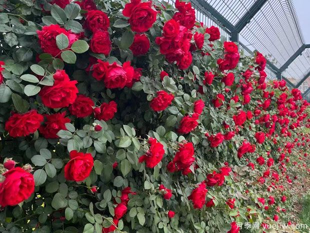 精品爬藤月季花墙网片价格(图2)