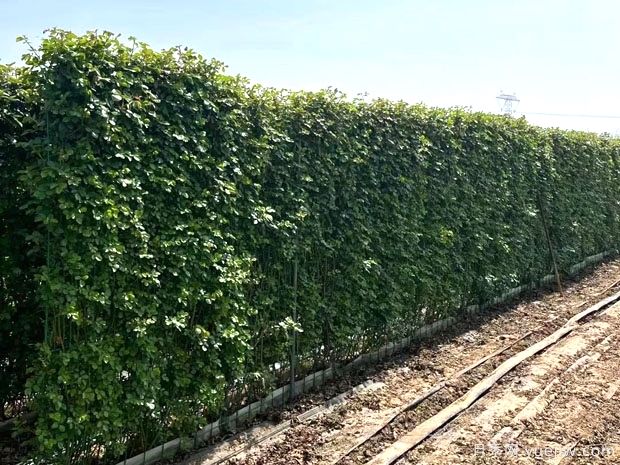 精品爬藤月季花墙网片价格(图4)