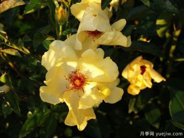 弗朗辛罗伊诺月季/弗朗辛雷纳特月季(图1)