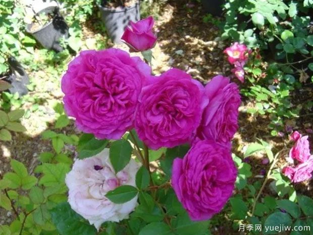 巴比伦花园月季(图1)