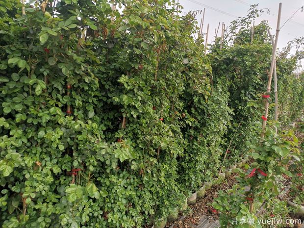 2米高安吉拉藤本月季用于校园花墙(图2)