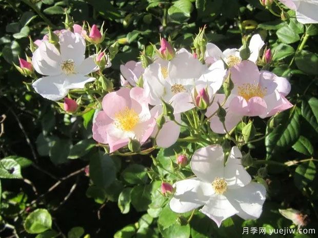 弗雷德里克梅杰月季(图1)