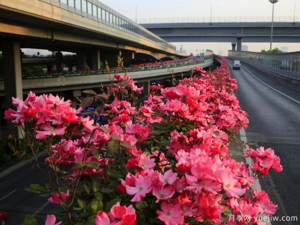 30万株新品种，杭州高架月季会带来什么样的惊喜？(图1)