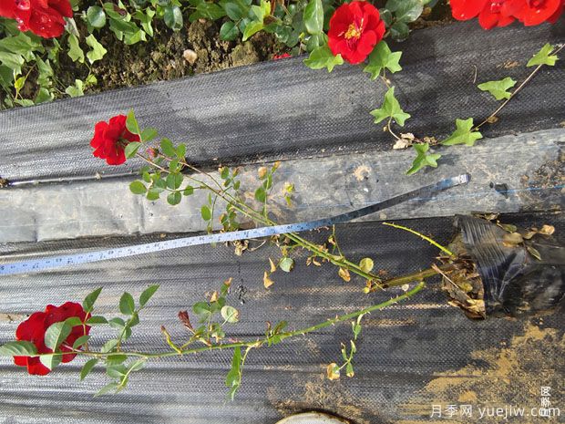 莫海姆盆栽月季绿化杯苗批发(图3)