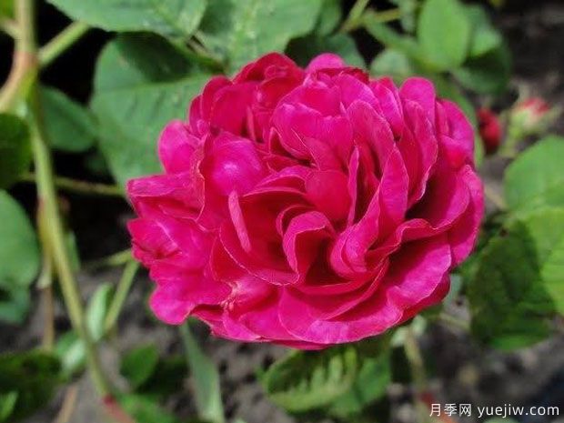 南妮特月季(图1)