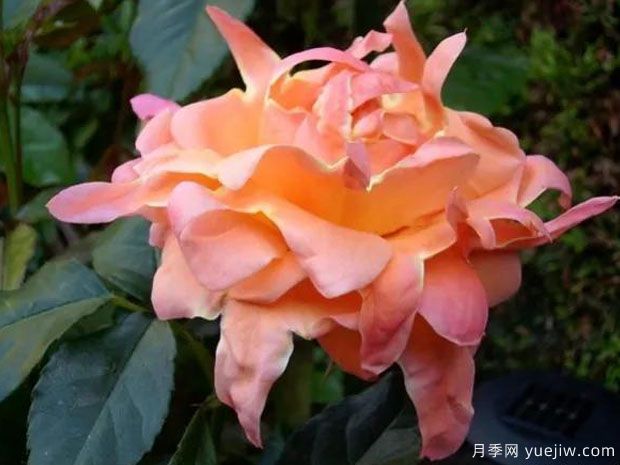 梦想褶边月季(图2)