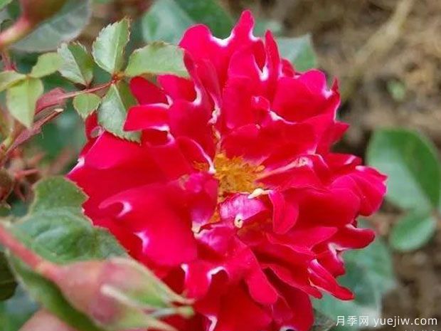 浪漫褶边月季/浪漫波浪月季(图1)