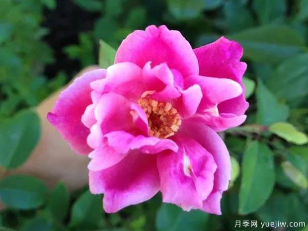 万家灯火月季(图1)