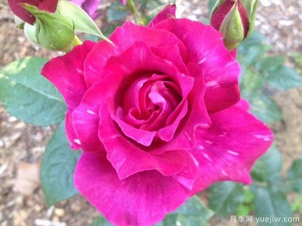 阴谋月季/沉迷(图1)