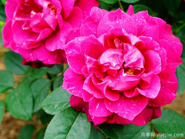 阴谋月季/沉迷(图2)