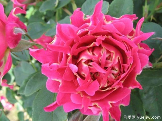 快乐波浪月季(图1)