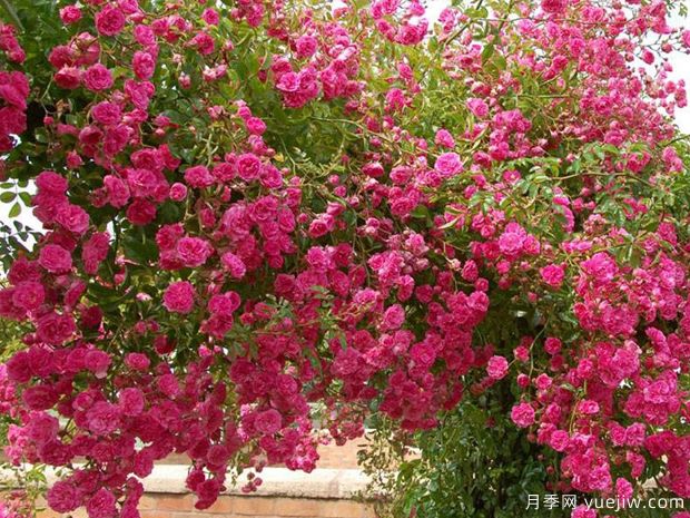 明尼哈哈月季(图2)