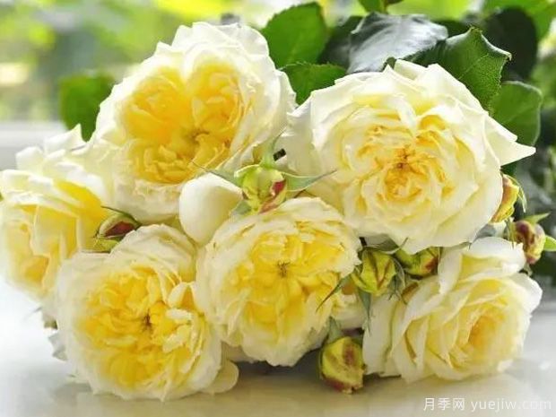 蒂萨内月季/草药茶月季(图1)