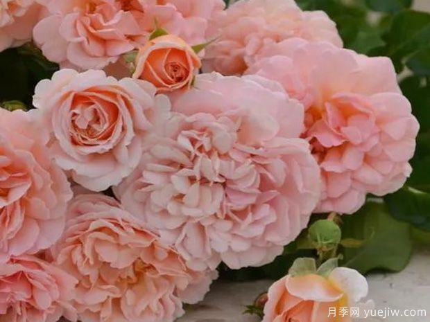 心灵月季/普赛克月季(图2)