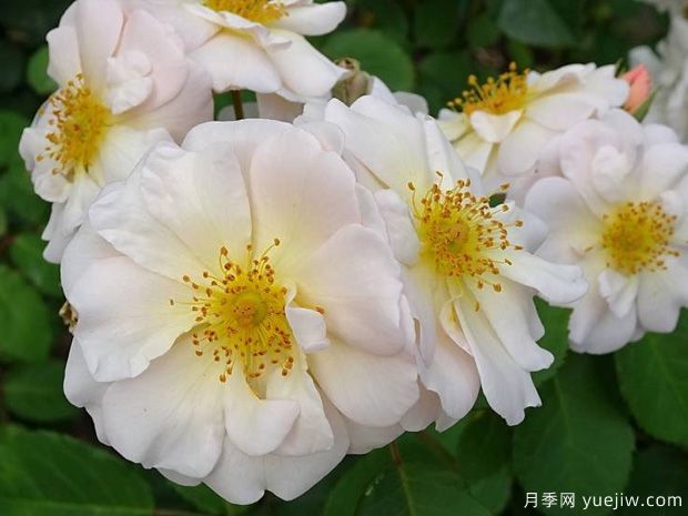 佩内洛普月季(图2)