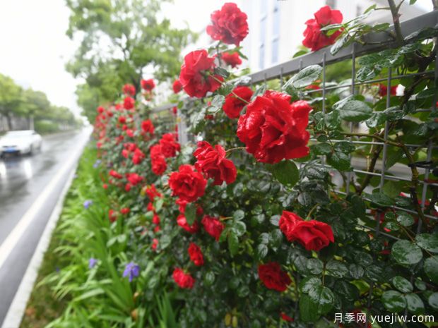 芜湖月季市花文化和月季景观(图3)