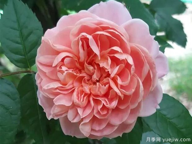 柯莱特月季/科莱特(图1)